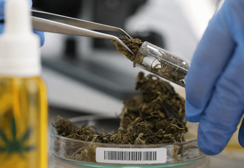 étiquette de boîte de Petri pour échantillon de cannabis