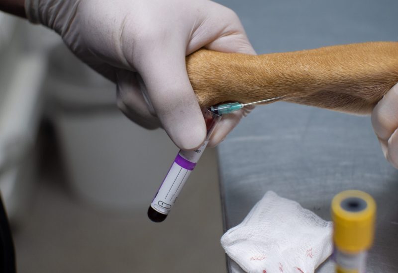 Close-up. The doctor draws a blood sample from the dog's front paw with a needle for analysis. Veterinary procedure for taking venous blood from an animal for laboratory analysis..