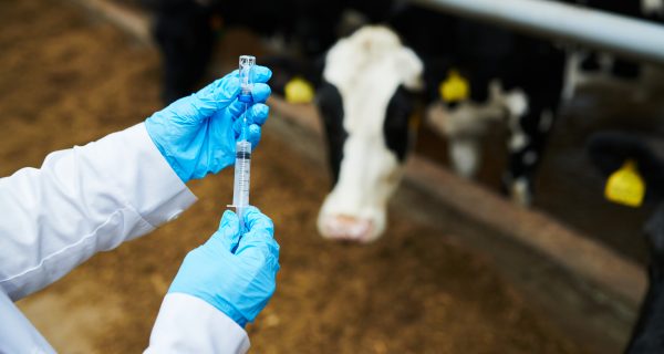 Above angle of gloved hands of healthcare worker in labcoat filling in syringe with new vaccine before vaccination of dairy cows in cattle farm
