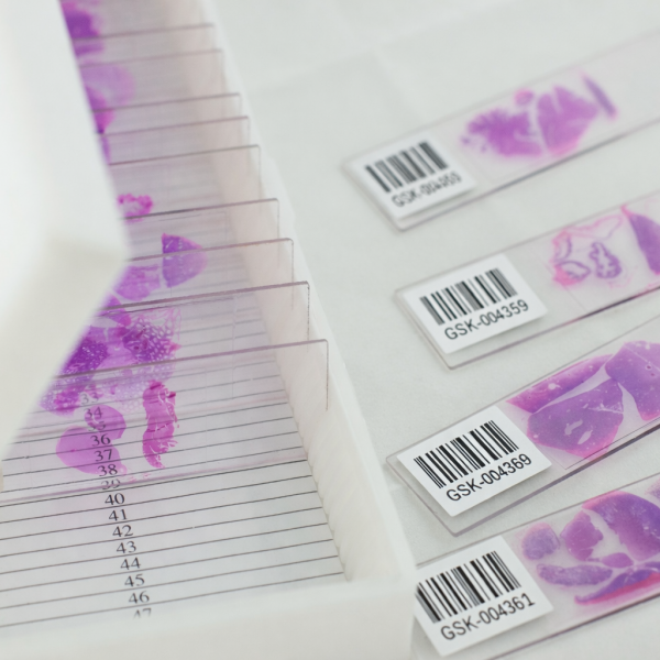 histology-slide-stain-labels