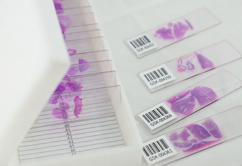 histology-slide-stain-labels